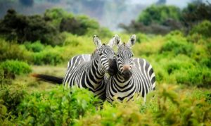 kenia vakantie