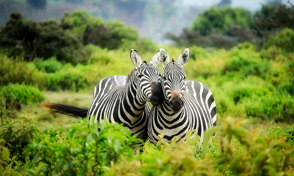 Tips om te zorgen voor een leuke vakantie, zoals Kenia vakantie